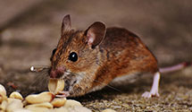 24 Hour & Emergency Exterminators in Fayetteville, WV